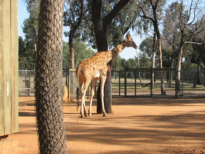 WPZ 2007 - Hybrid Giraffe (off-display housing)