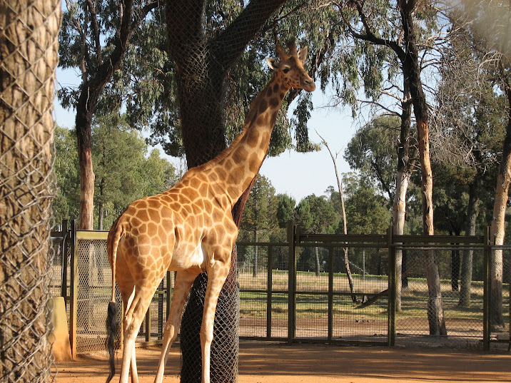 WPZ 2007 - Hybrid Giraffe (off-display housing)