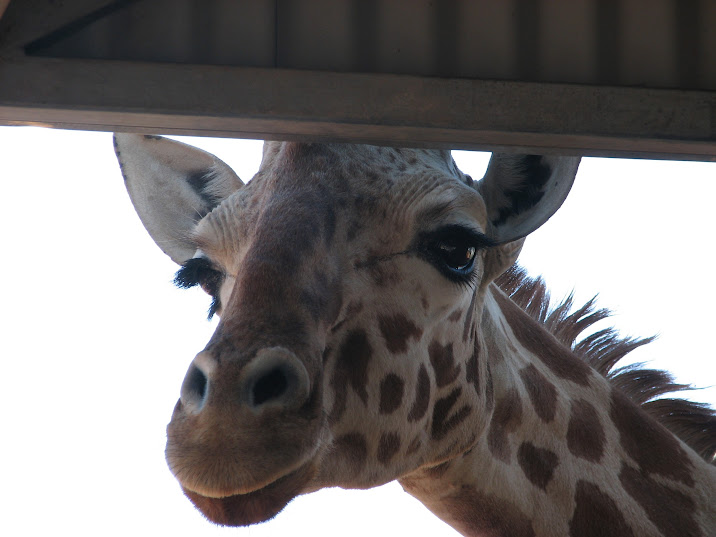 WPZ 2007 - Hybrid Giraffe (off-display housing)