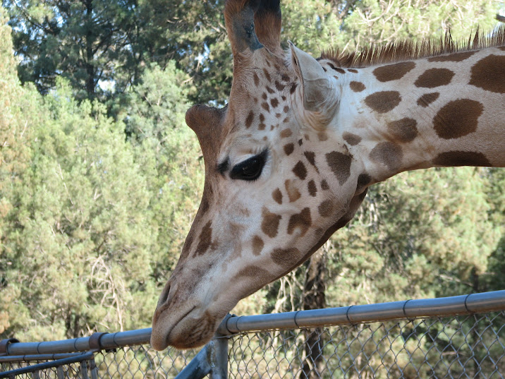 WPZ 2007 - Hybrid Giraffe (off-display housing)