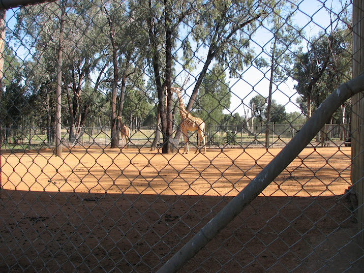 WPZ 2007 - Hybrid Giraffe (off-display housing)