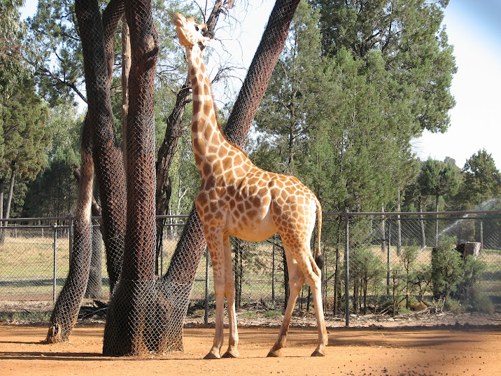 WPZ 2007 - Hybrid Giraffe (off-display housing)