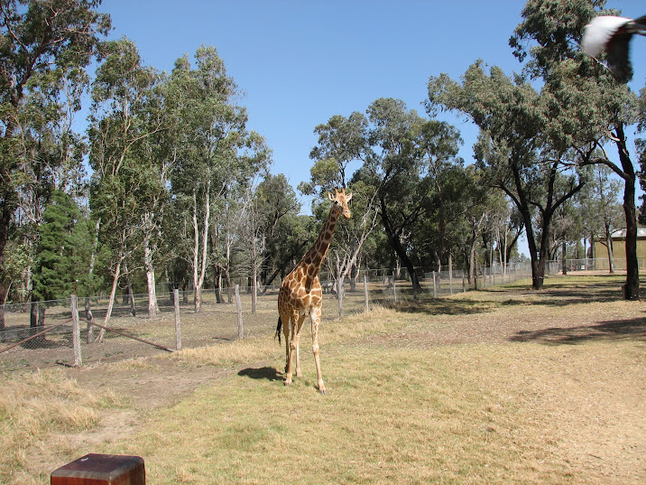 WPZ 2007 - Hybrid Giraffe