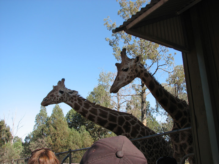 WPZ 2007 - Hybrid Giraffes (off-display housing)