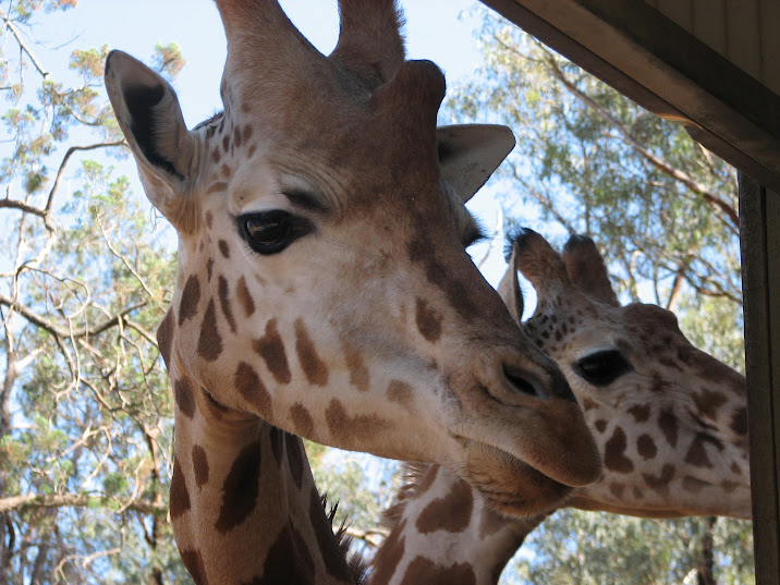 WPZ 2007 - Hybrid Giraffes (off-display housing)