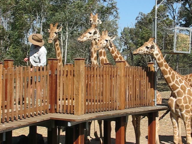 WPZ 2007 - Hybrid Giraffes