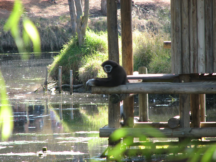 WPZ 2007 - Lar Gibbon