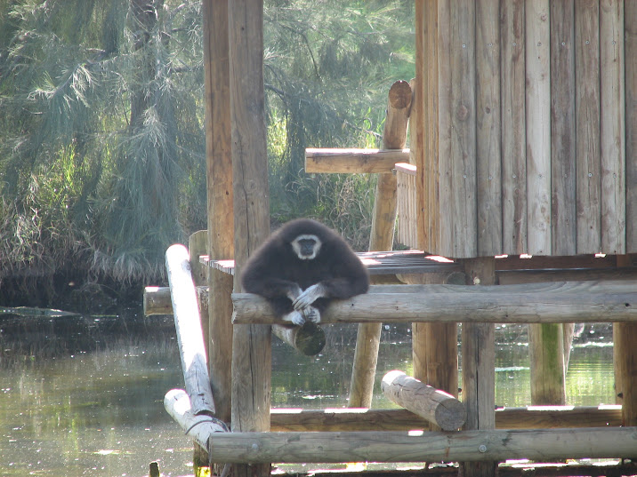 WPZ 2007 - Lar Gibbon