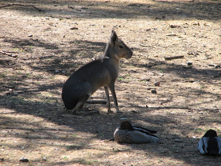 WPZ 2007 - Patagonian Mara and wild Australian Wood Ducks, South American paddock