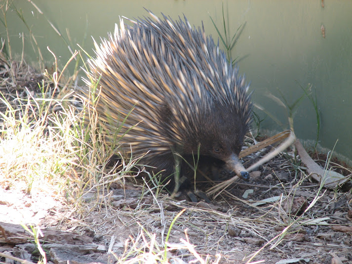WPZ 2007 - Short-beaked Echidna, Children's Zoo