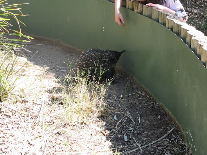 WPZ 2007 - Short-beaked Echidna, Children's Zoo