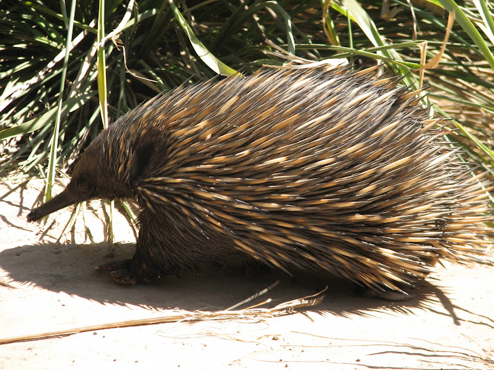 WPZ 2007 - Short-beaked Echidna, Children's Zoo