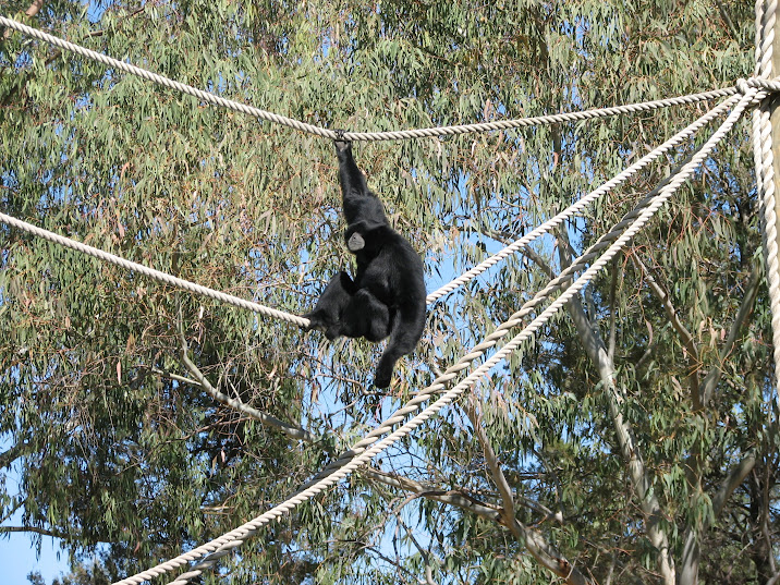 WPZ 2007 - Siamang