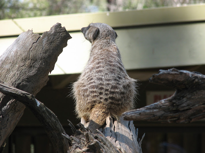 WPZ 2007 - Slender-tailed Meerkat, Children's Zoo