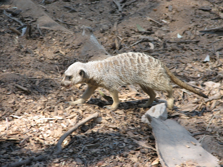 WPZ 2007 - Slender-tailed Meerkat, Children's Zoo