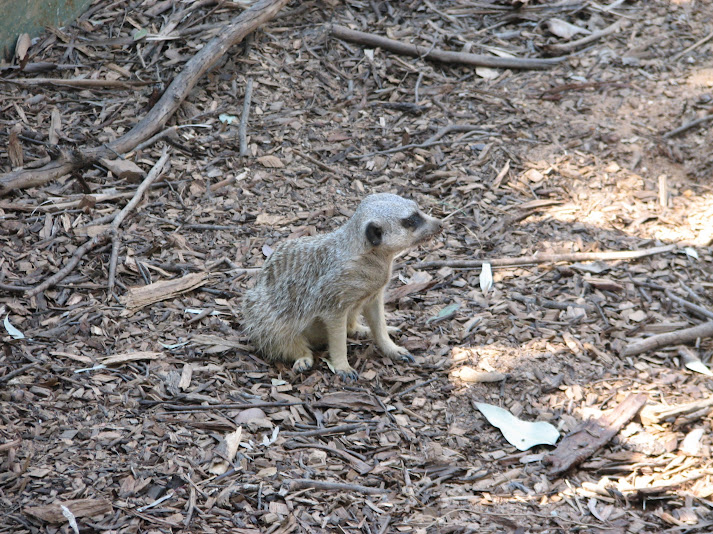 WPZ 2007 - Slender-tailed Meerkat, Children's Zoo