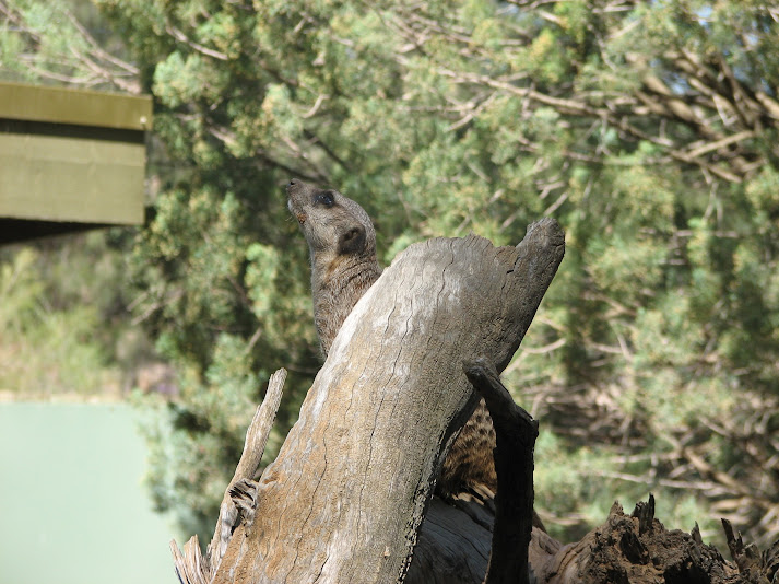 WPZ 2007 - Slender-tailed Meerkat, Children's Zoo