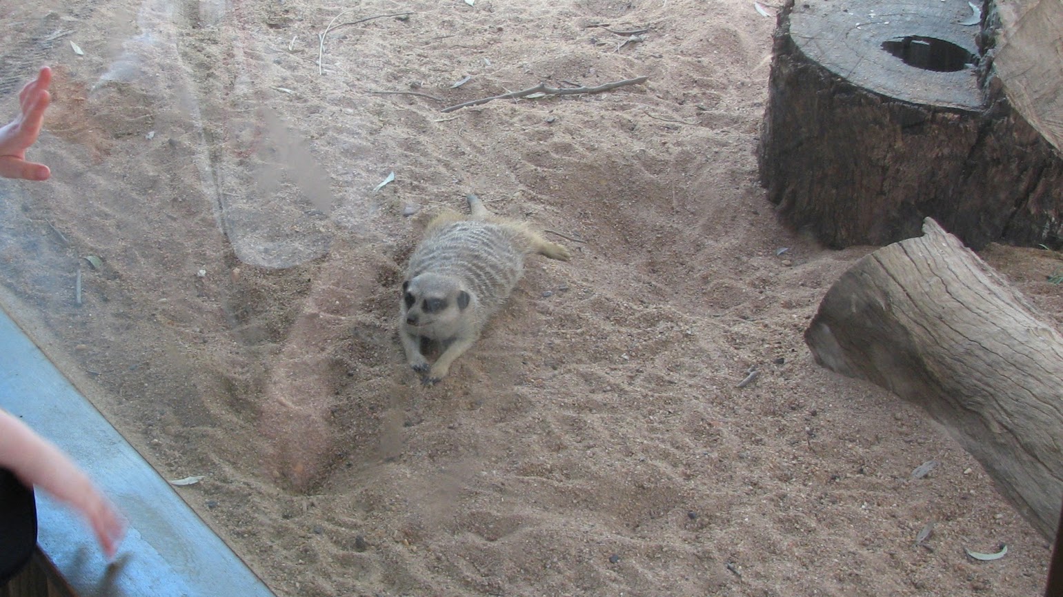 WPZ 2007 - Slender-tailed Meerkat indoor exhibit, Children's Zoo