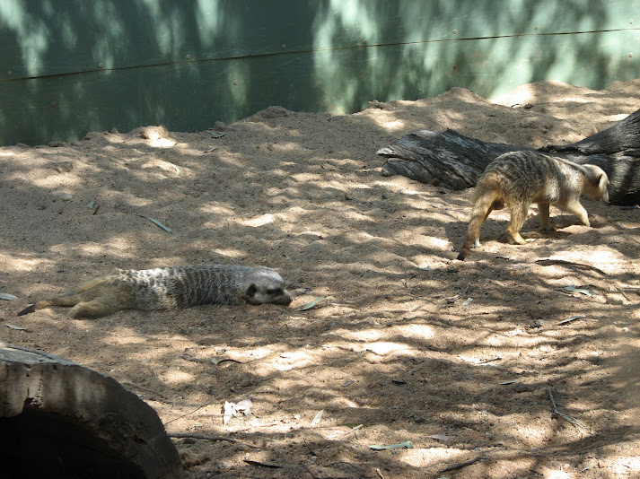 WPZ 2007 - Slender-tailed Meerkats, Children's Zoo