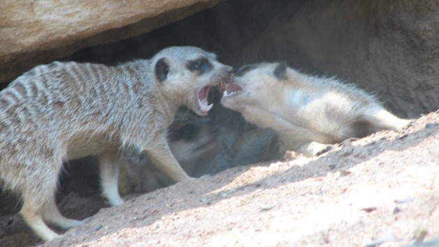 WPZ 2007 - Slender-tailed Meerkats, Children's Zoo