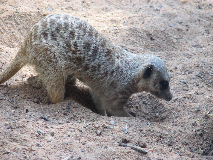 WPZ 2007 - Slender-tailed Meerkats, Children's Zoo