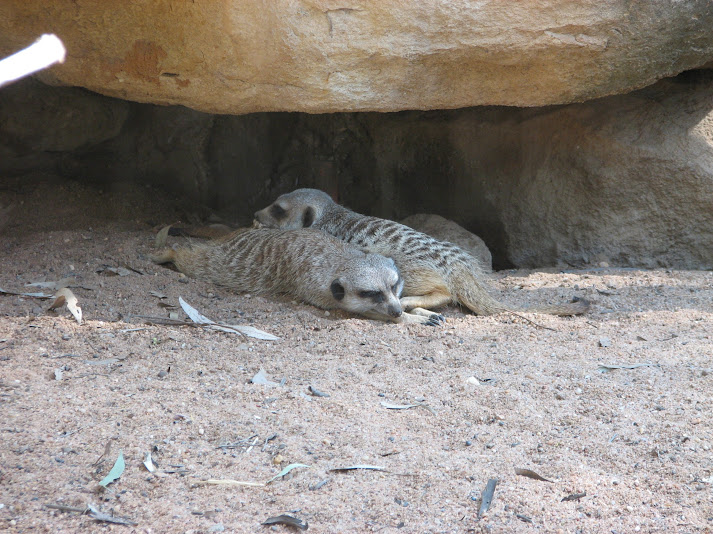 WPZ 2007 - Slender-tailed Meerkats, Children's Zoo
