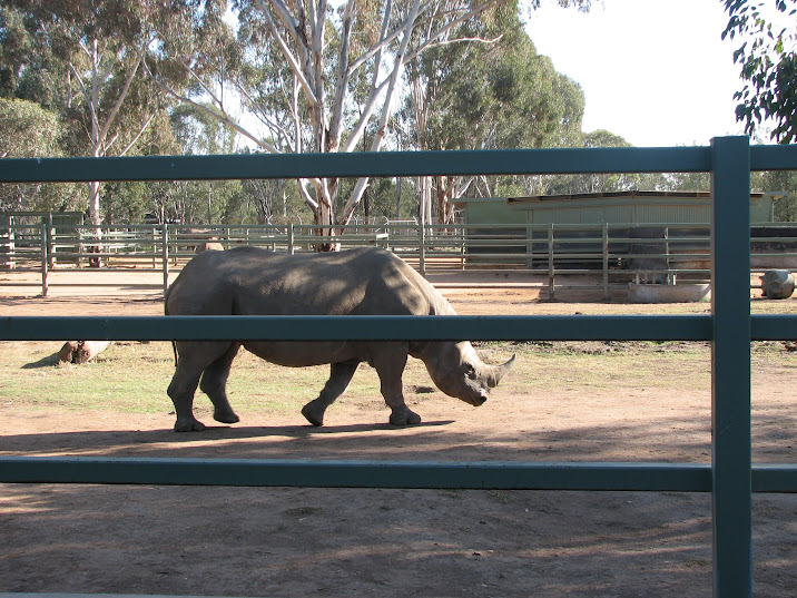 WPZ 2007 - South-central Black Rhinoceros (off-display housing)
