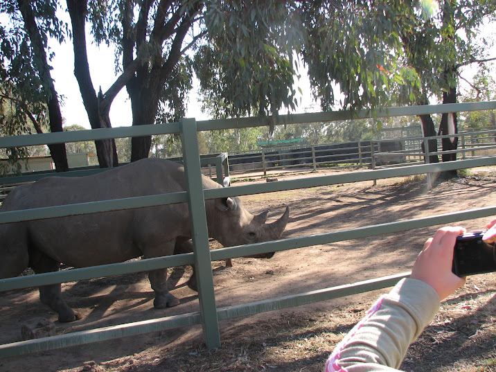 WPZ 2007 - South-central Black Rhinoceros (off-display housing)