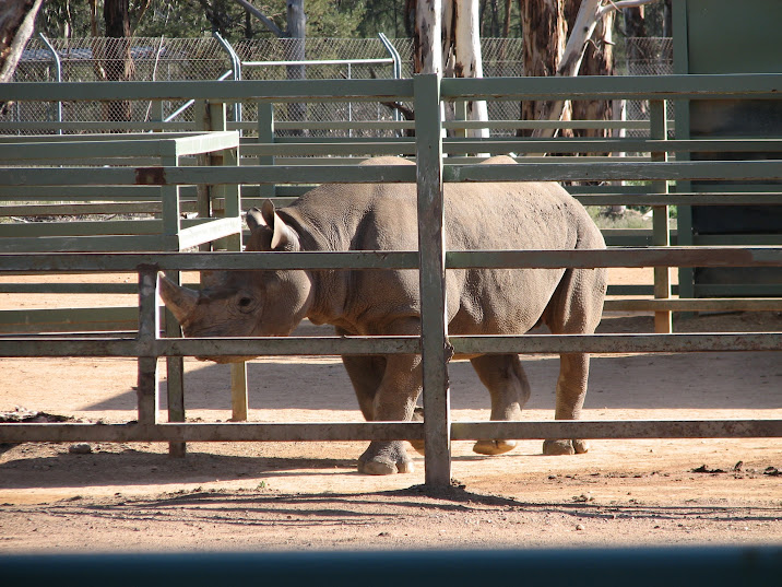 WPZ 2007 - South-central Black Rhinoceros