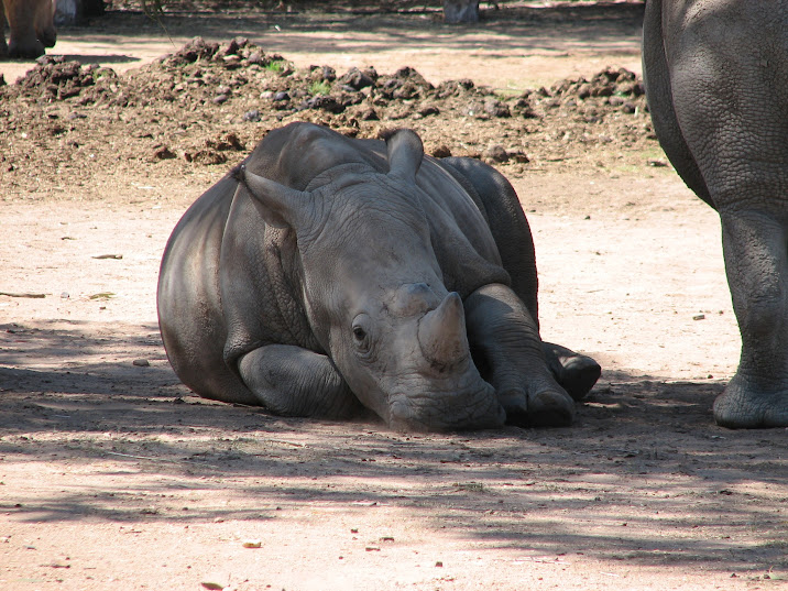 WPZ 2007 - Southern White Rhinoceros