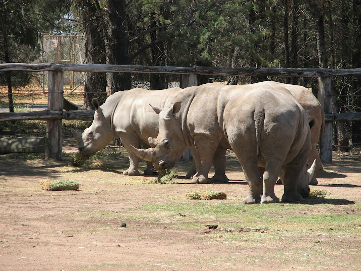 WPZ 2007 - Southern White Rhinoceroses