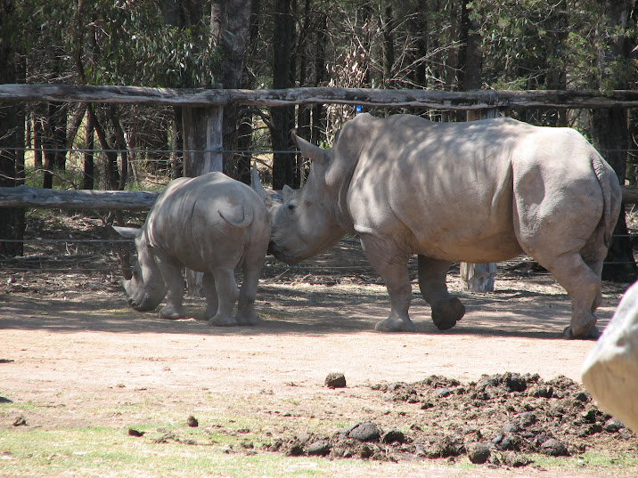 WPZ 2007 - Southern White Rhinoceroses