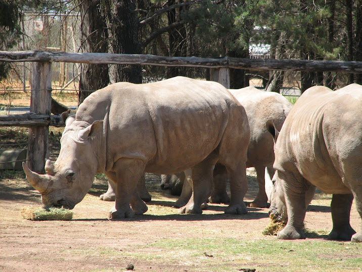 WPZ 2007 - Southern White Rhinoceroses