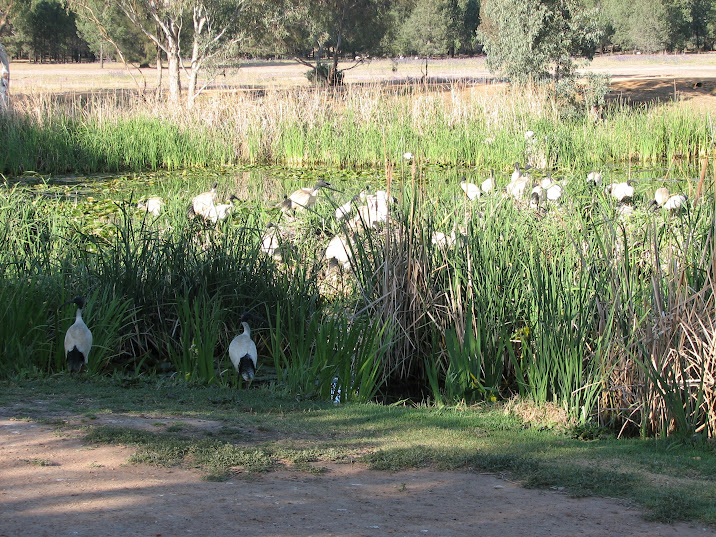 WPZ 2007 - wild Australian White Ibises