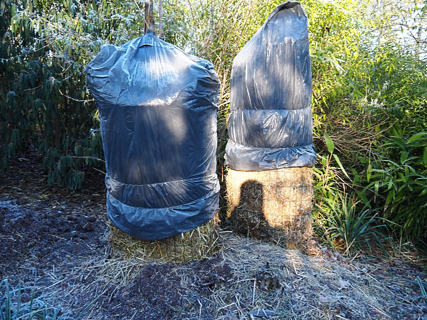 Wrapped up banana plants (Jan 20th, 2019)