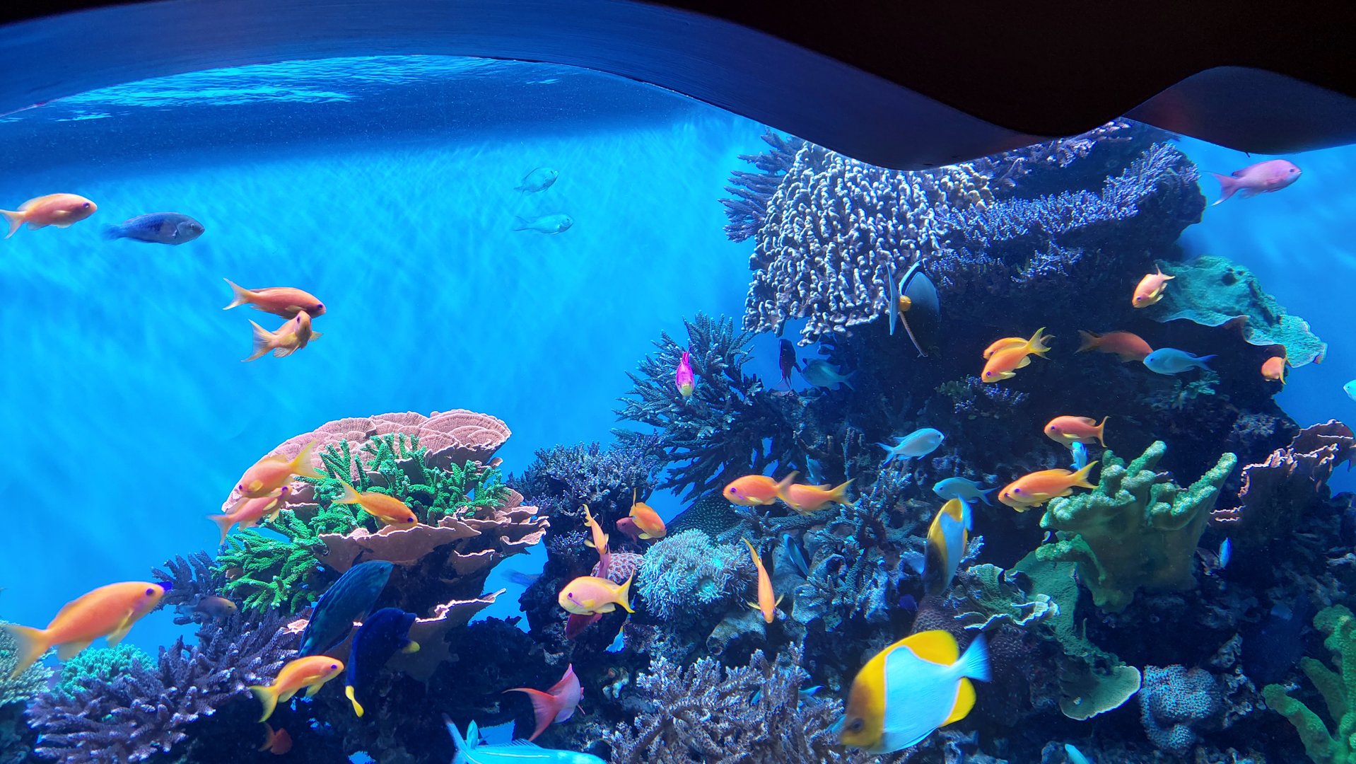 Wrasse and Anthias ID