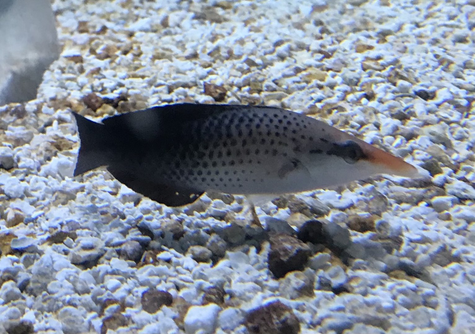 Wrasse at Adventure Aquarium in Camden