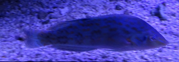 Wrasse ID (Aquazoo Leerdam)