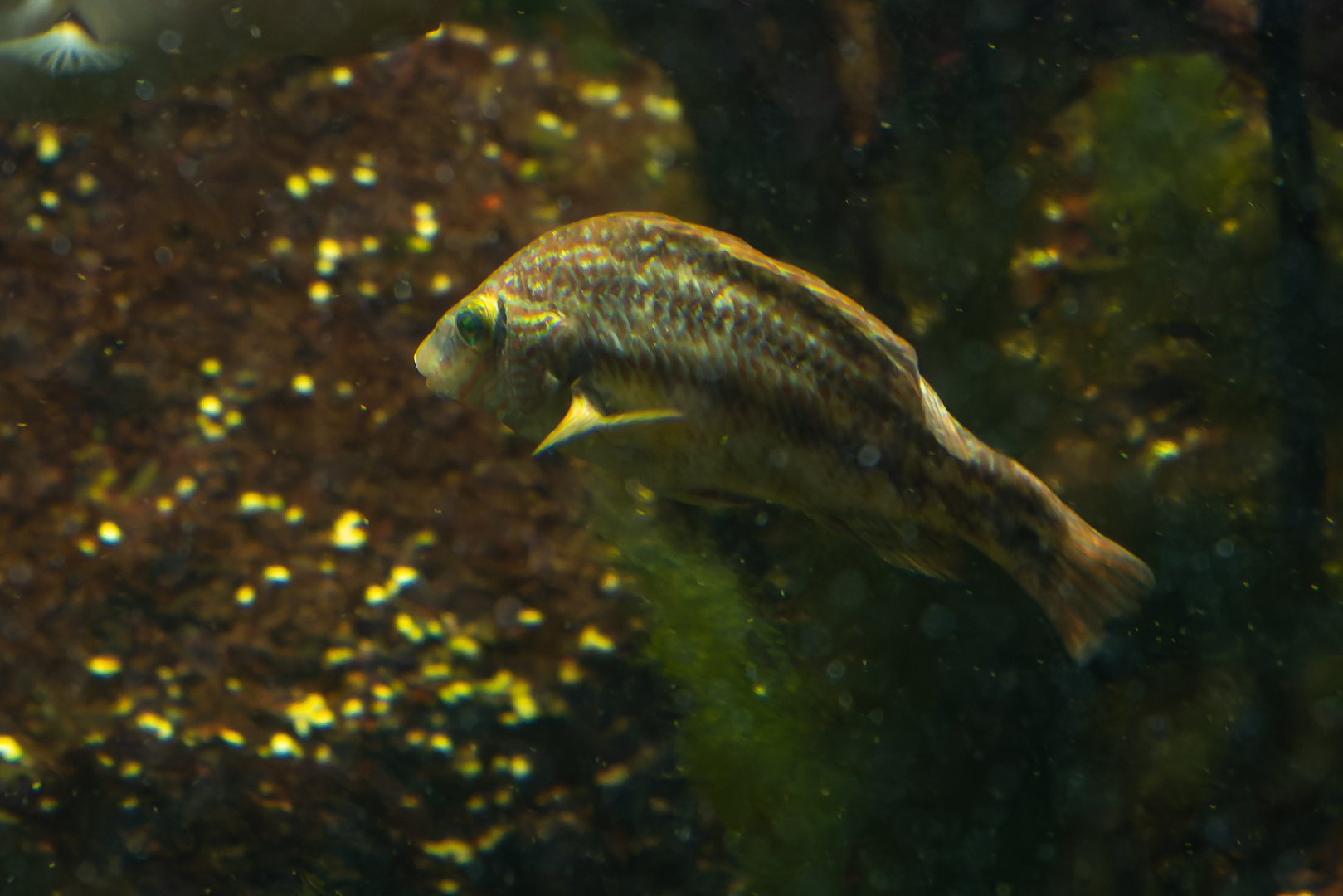 Wrasse iD - Haus des Meeres