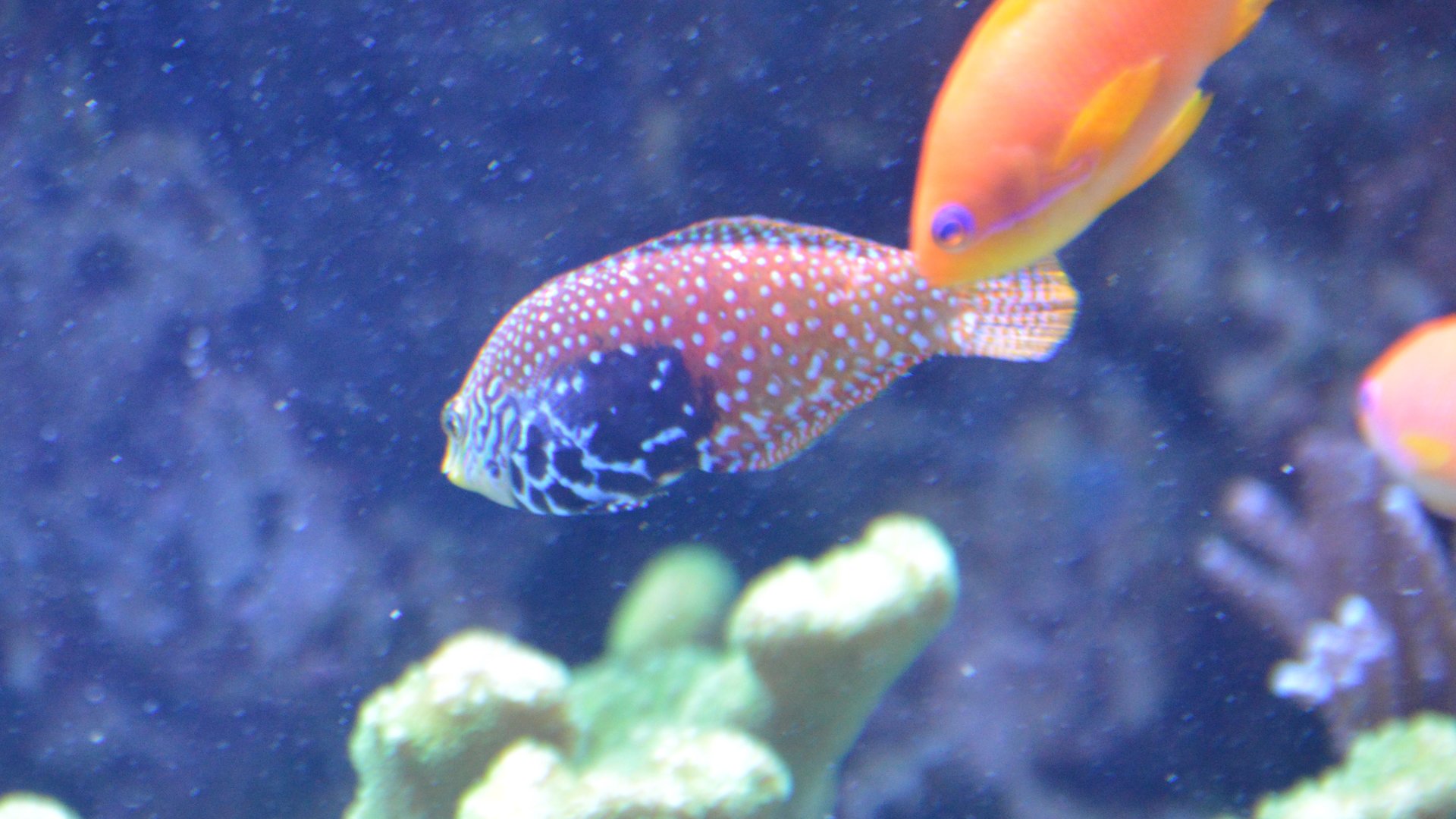 Wrasse ID (Monterey Bay Aquarium)