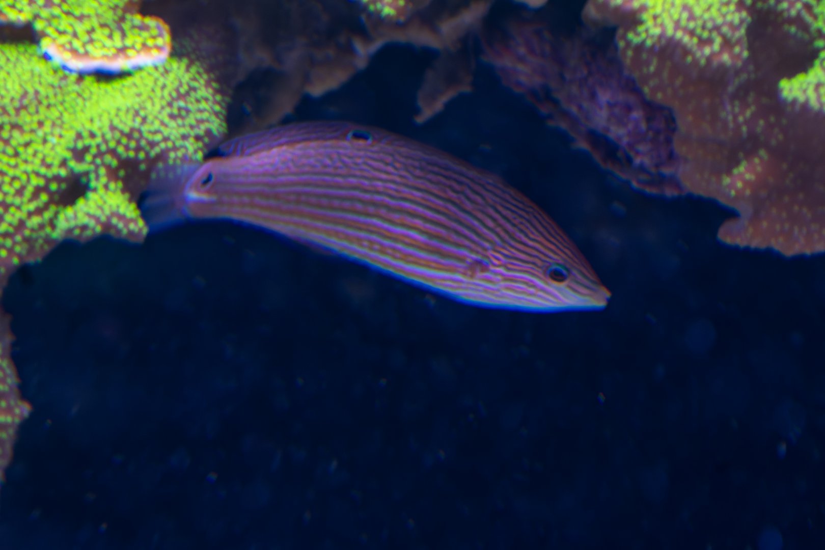 Wrasse ID - Sea Life Hannover