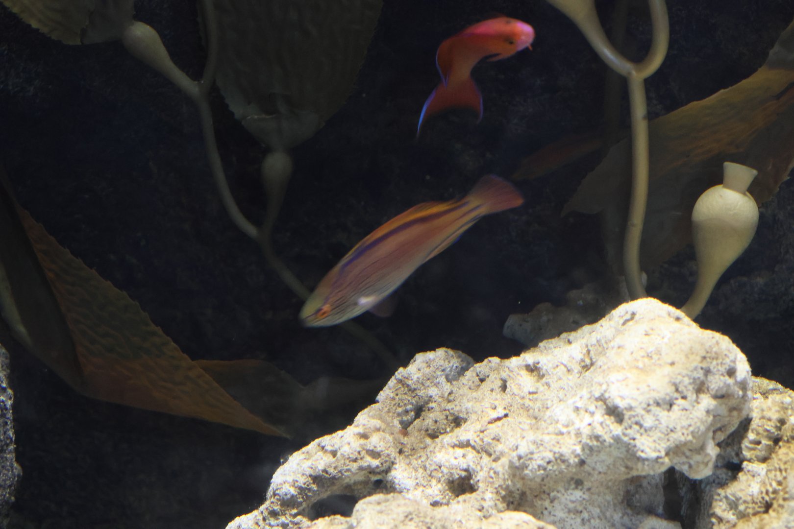 Wrasse ID? - SEA LIFE Sydney