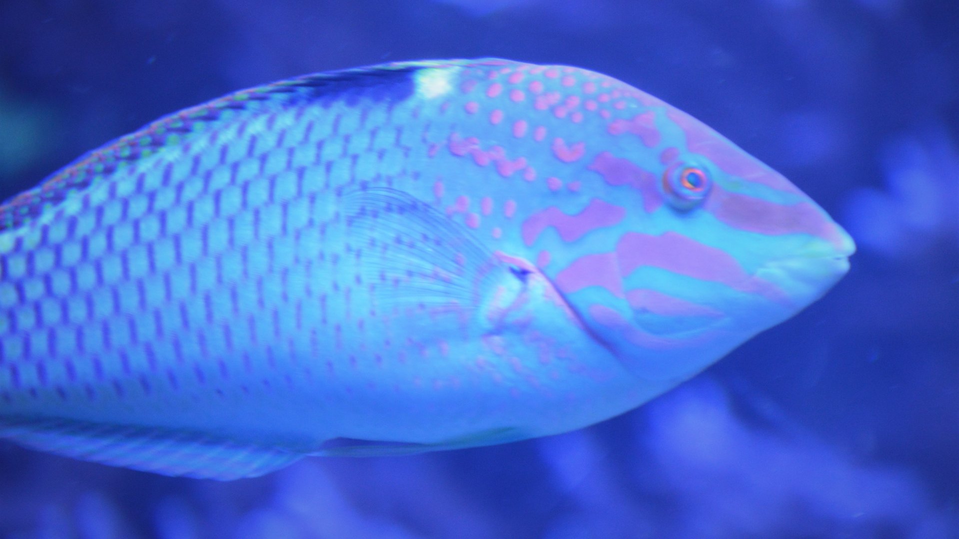 Wrasse ID (SeaWorld Orlando)