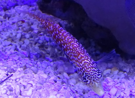 Wrasse ID, TIerpark Hellabrunn 2024