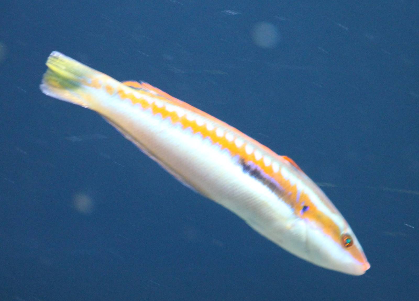 Wrasse ID