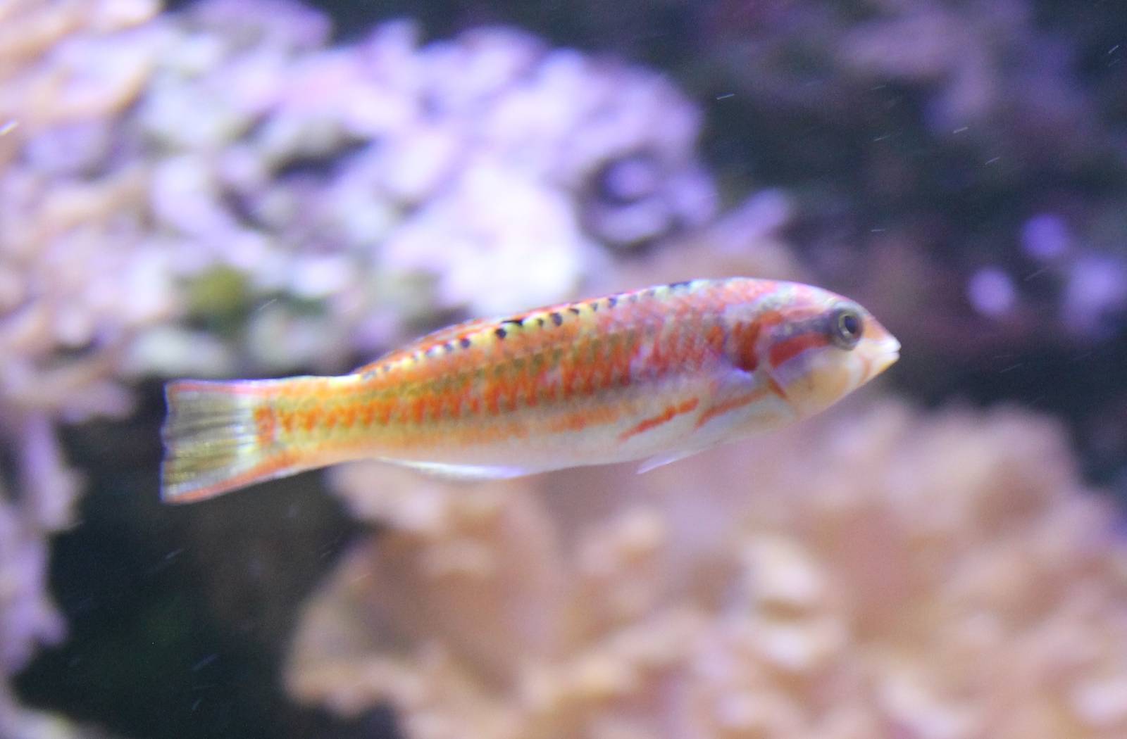 Wrasse ID