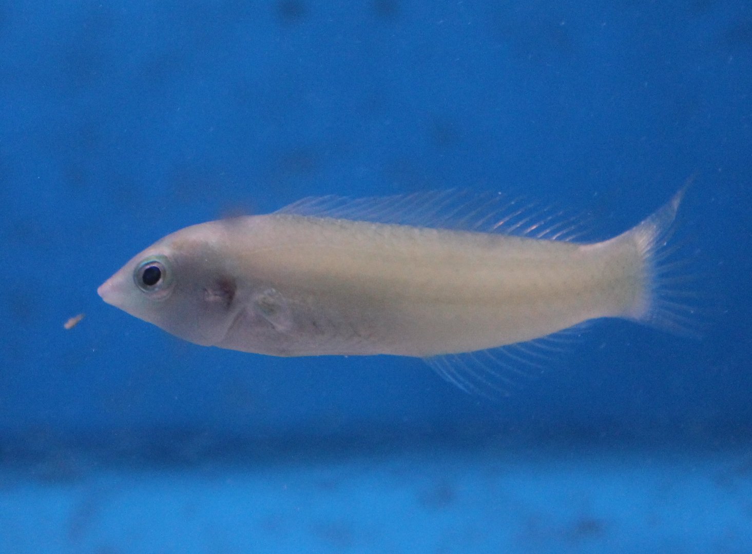 Wrasse Id