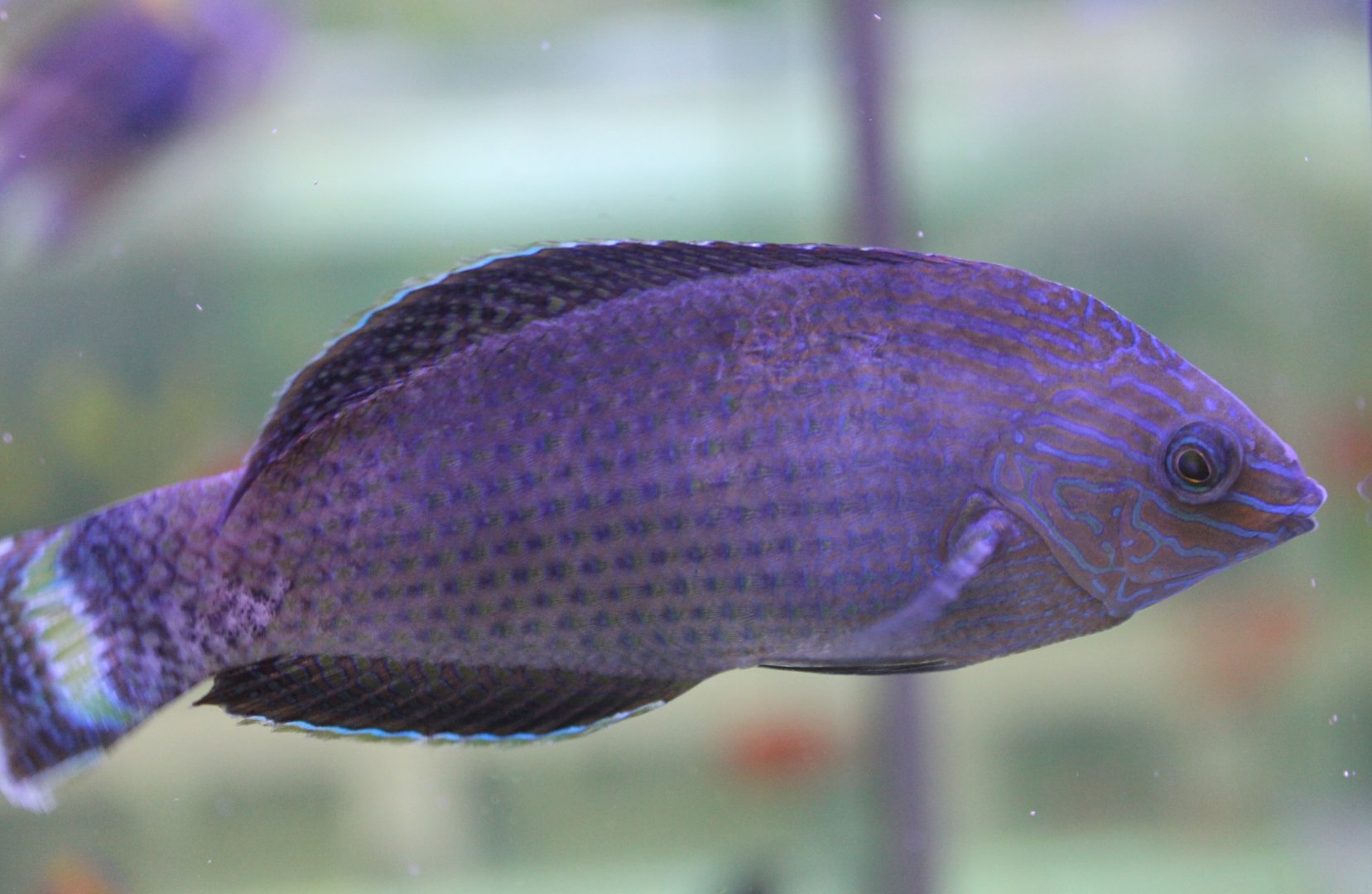 Wrasse ID