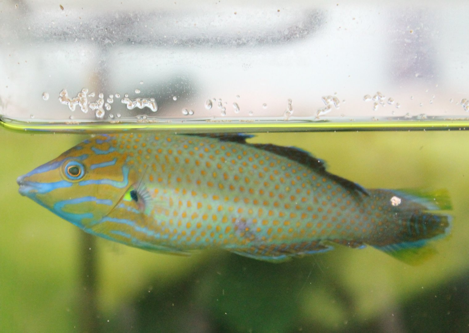 Wrasse ID