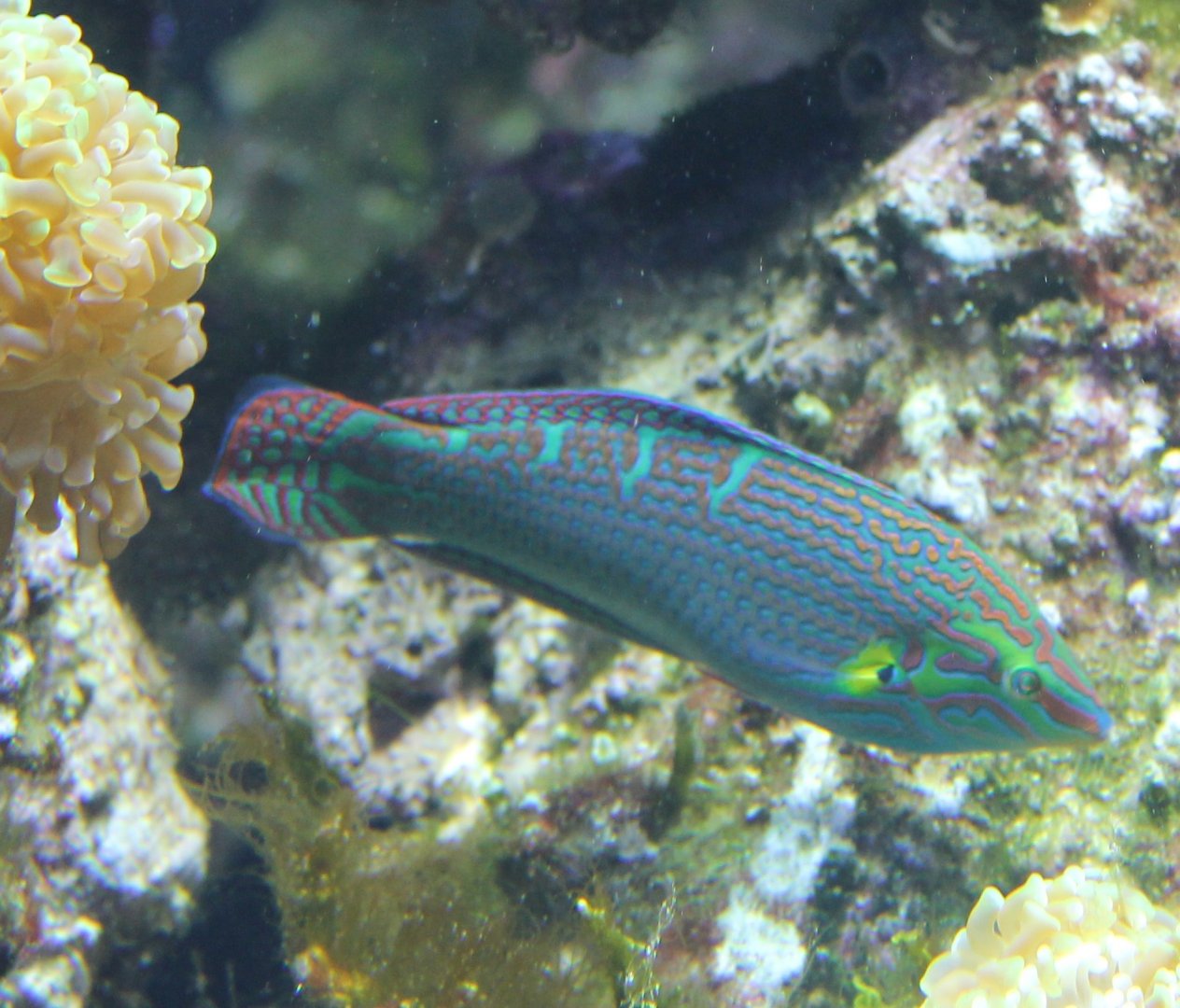 Wrasse ID
